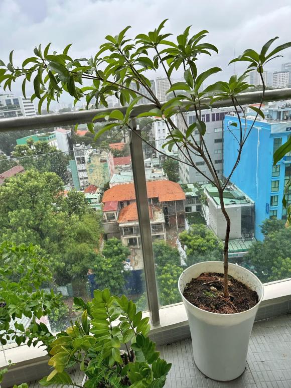 View ban công bao trọn thành phố nhìn từ nhà nam MC.