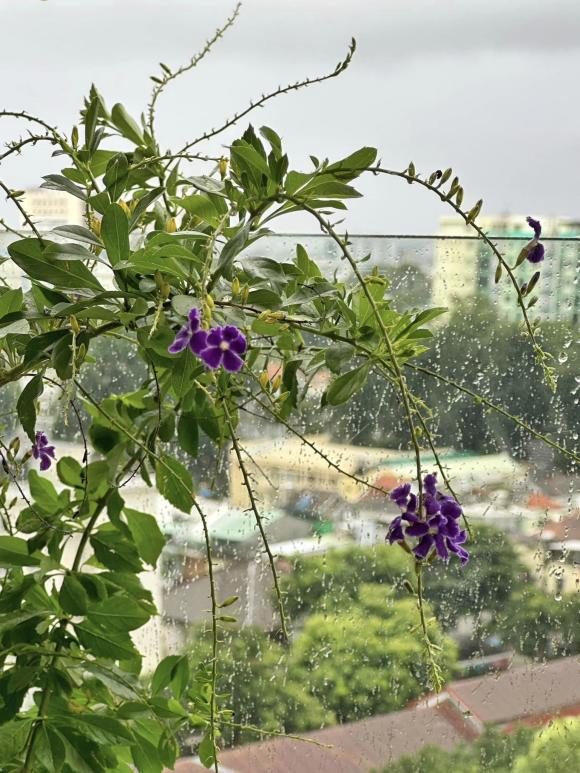 Nguyên Khang trồng rất nhiều hoa.