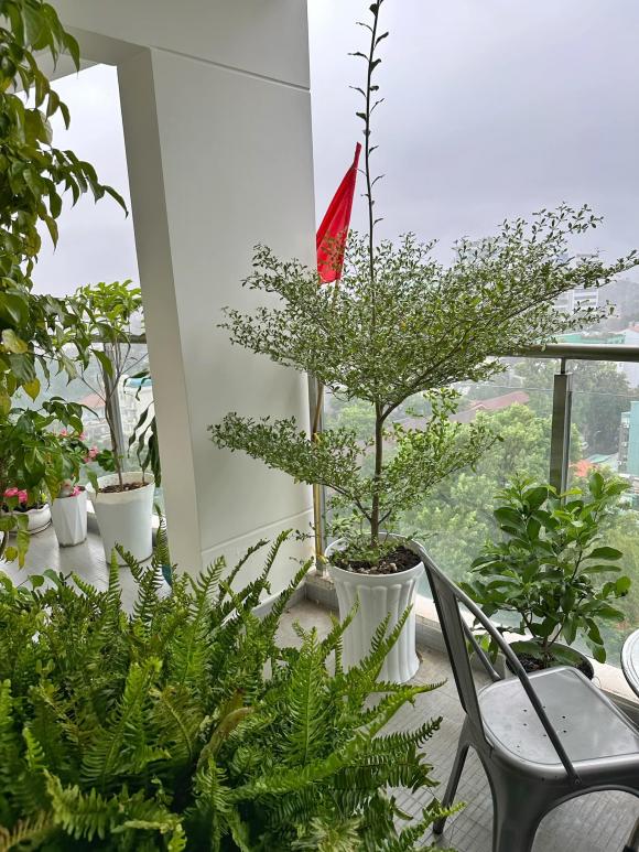… và cây xanh